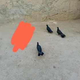 kepderi