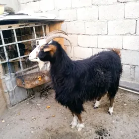 Geçi