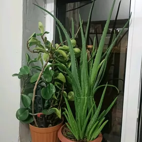 aloe licebni gul