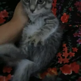 pisikler