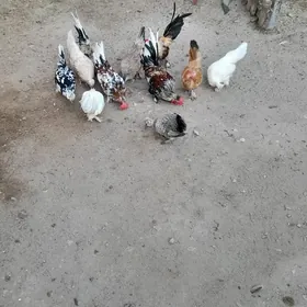 karlik tawuk