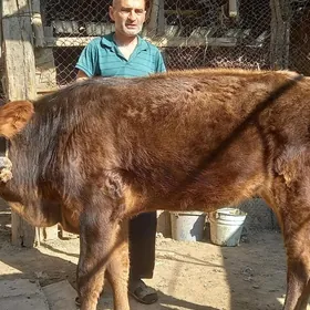 Gole Unajyn Burla