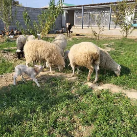 Goýun