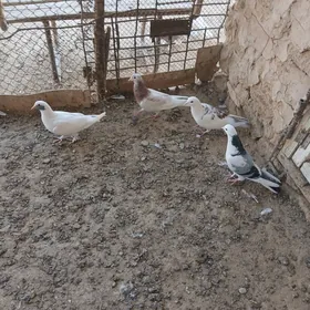 kepderi
