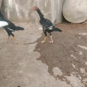 Beyes towuk we horoz juje