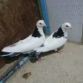 kepderi