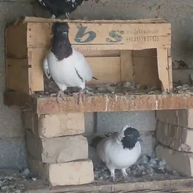 манах   кепдери