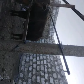 okiz baklyk