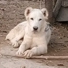 alabay it köpek