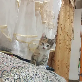 котёнок Pişik