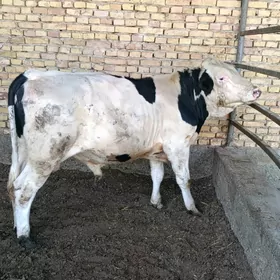 Oküz
