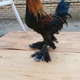 karlik