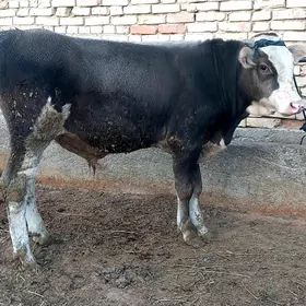 şiwes tohum okuz