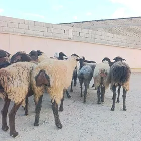 semiz goýun,tokly