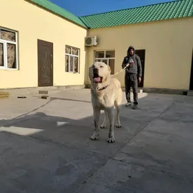 Turkmen alabay itleri