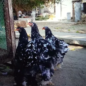 Brama Mramyr