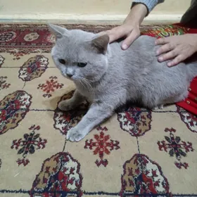Şatlaniskiý pişik