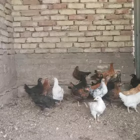 towuk jujeler