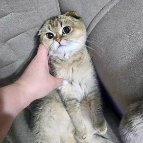 Шотландские шиншиллы