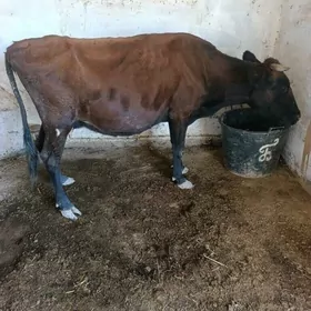 gysyr sygyr