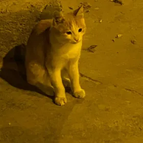 котёнок
