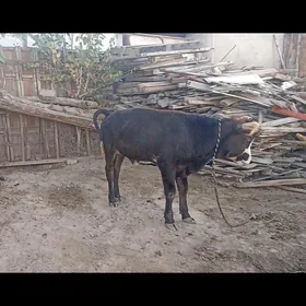 òkùz