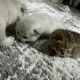 вислоухие котята