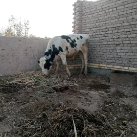 окиз
