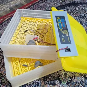 Inkubator