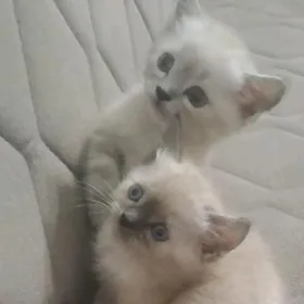 Вислоухий мальчик