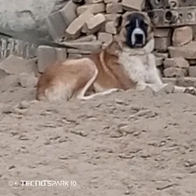 alabay köpek it