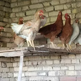 Horazlar