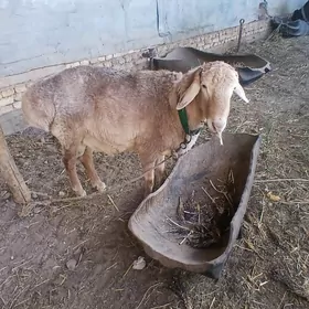 koçkar