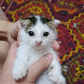 Котята