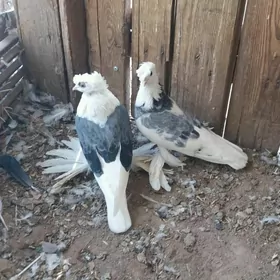 Kepderi