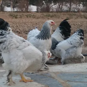 Brama org Towuk we Horazlar