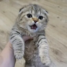 шиншиловые котята