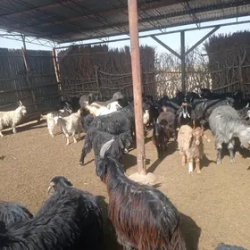 Geçi we goýunlar.