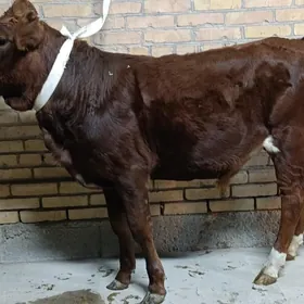 parodny okuzler