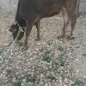 Tùwe