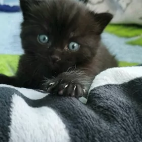 домашние животные