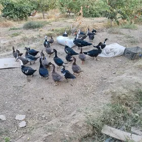 indautka ordek