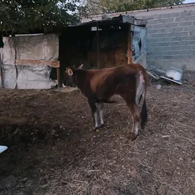 tüwe