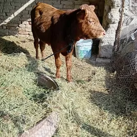 ökuzçe