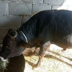 Ökuz
