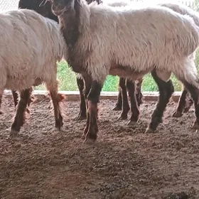 Tokly goç tohumluk,