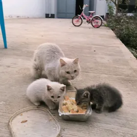 Pishijekler, котята