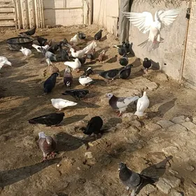 poştowoý we beýleki kepderler