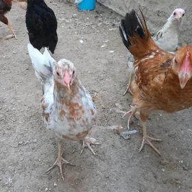 tawuk