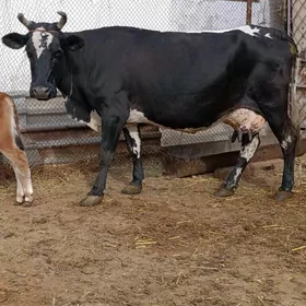 cornypıostr golelı sygyr